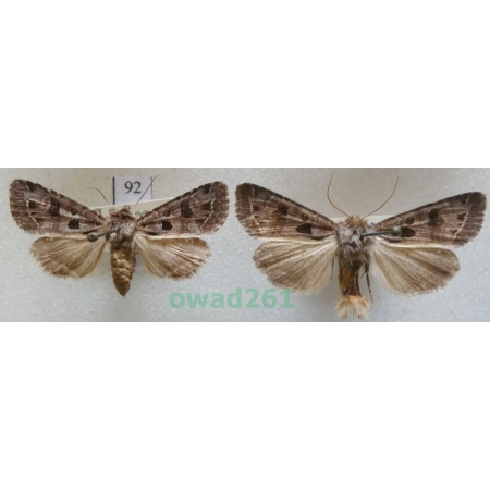 Hyssia cavernosa (Eversmann, 1842) pair Czech92